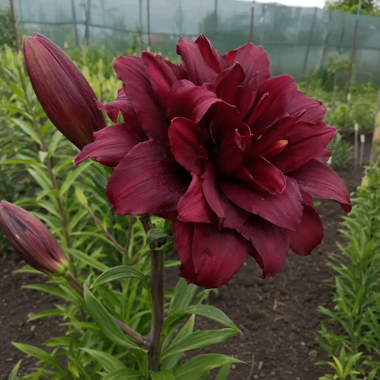Burgundy Wine