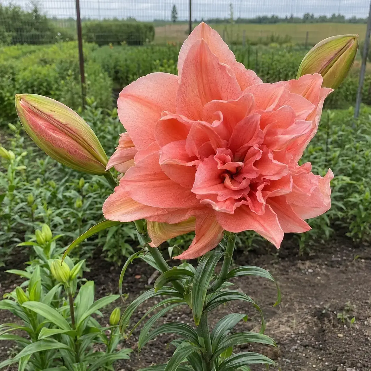 Peach Sorbet
